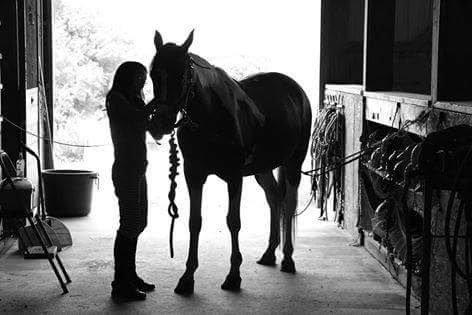 Learn to groom, tack and interact