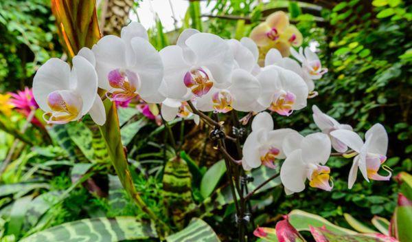 Hundreds of stunning blooms fill a colorful tropical paradise at this year's Orchid and Tropical Bonsai Show. Photo © Paul g. Wiegman