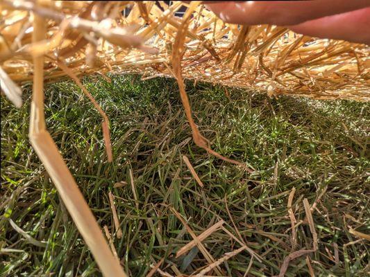 When you lift up the straw blanket there is no additional soil added.... They put a straw blanket over my existing lawn..... Shameful