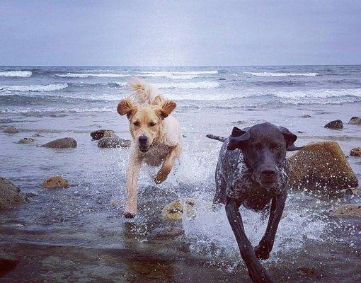 Brady and Boo girl love their off leash freedom as Daily Dog off leash training graduates.