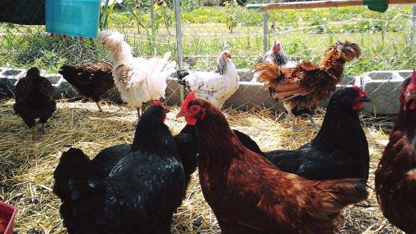 Garden Hens to help create a true urban agriculture garden