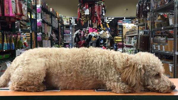 Meet Jack the Store Dog