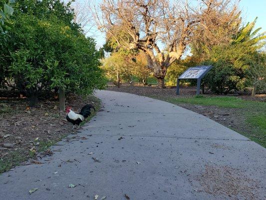 Why did the chicken cross the road?