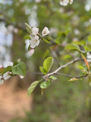 Apple blossom