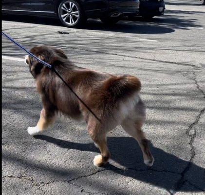 Olivia groomed my mini Aussie