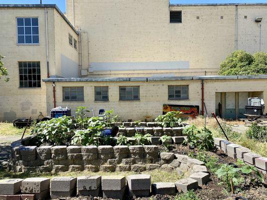 Sacramento High School Garden Project - Sunflower Planting