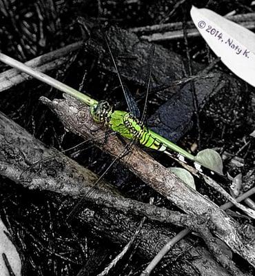 A huge green dragonfly, almost as big as my hand.