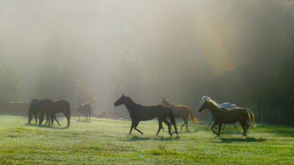 Misty morning