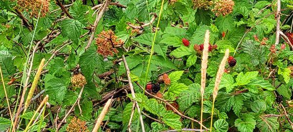 Marionberries