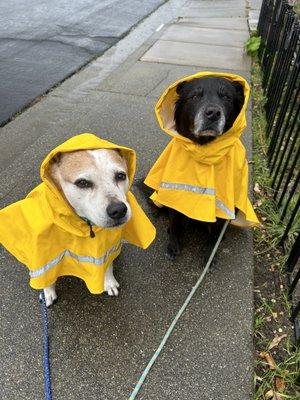 We supply raincoats during the rainy walks!