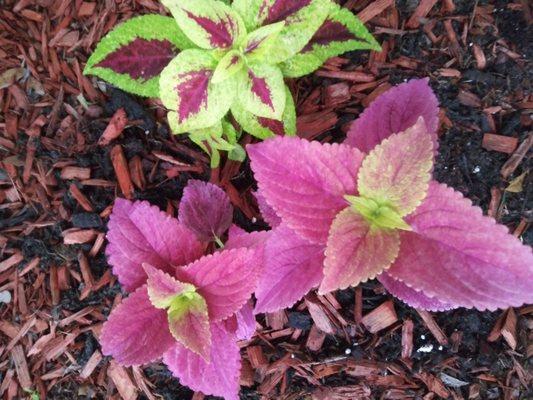 Coleus