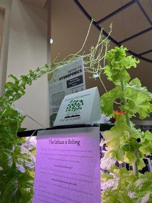 Bolting Lettuce at the
 "Intro to Hydroponics" class at Aliante Library.