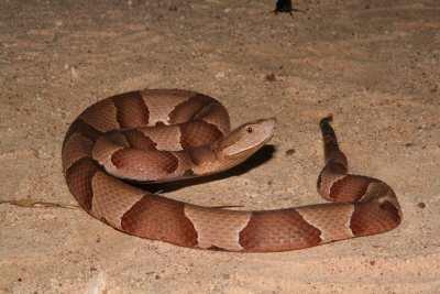 Copperhead snake...we do it all!!!