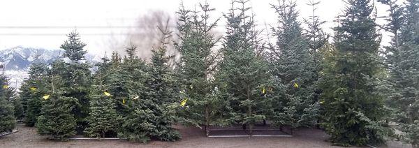 Fresh cut Christmas trees on the lot