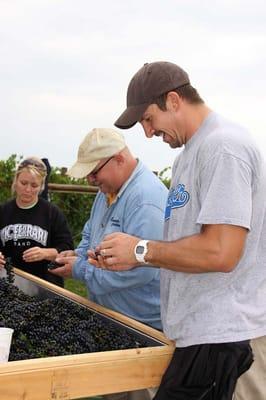 Sorting grapes