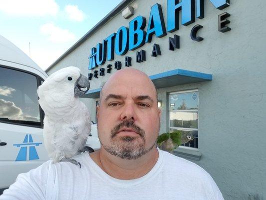 Jason and Cisco the shop Umbrella cockatoo