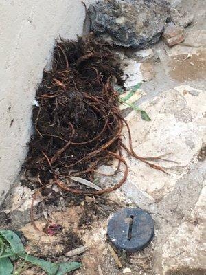 Some of the roots removed from sewer line. For scale the cap on the bottom is 4 inches. These were nasty.