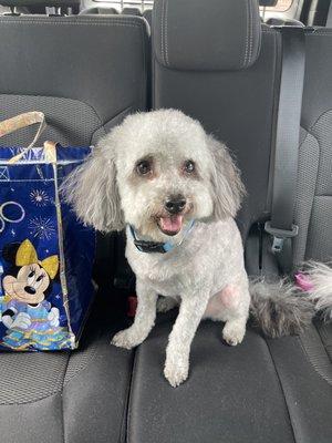 Mini Aussiedoodle shave down