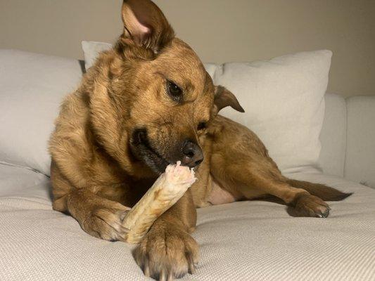 peanut butter no-hide dog chew treat