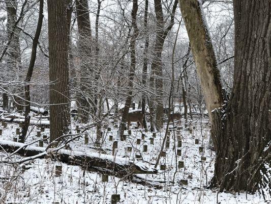 Along the yellow and tan trails