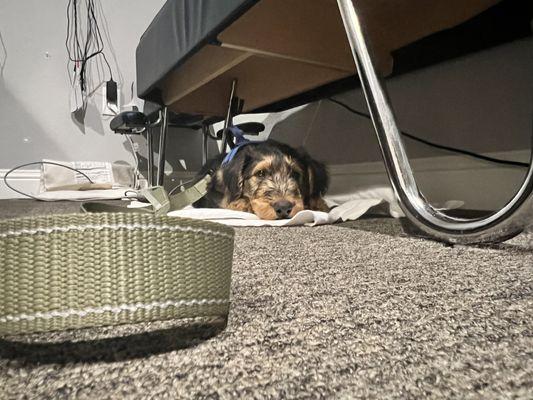 Hunter Moon Learning how to tuck and roll under Chiropractic bench in treatment sessions.