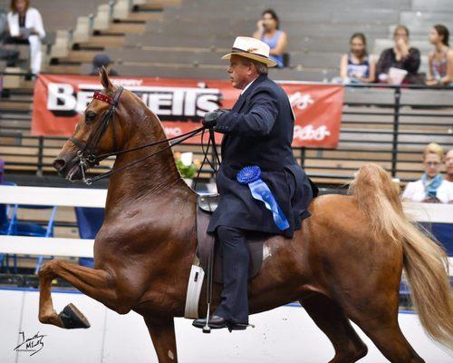 What Goes Around Comes Around (Karma) adding another blue ribbon to her collection!  Junior three gaited American Saddlebred.