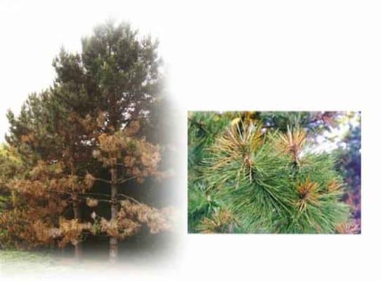 Tree Green treats Zimmerman Pine Moth Borer