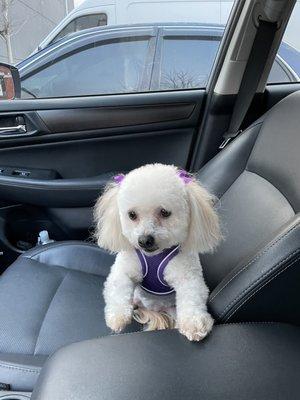 Maltipoo after bath, haircut and nails.