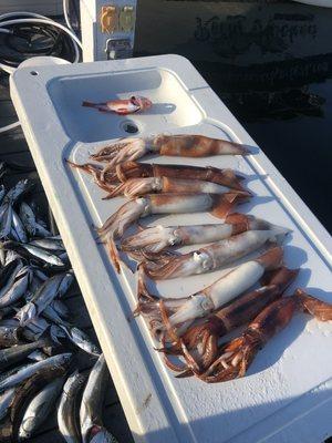 Squid fishing, fresh calamari for dinner