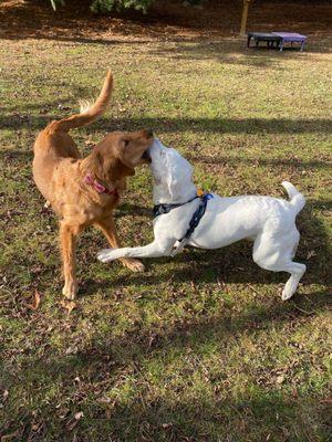 Shaggy Pines Dog Park