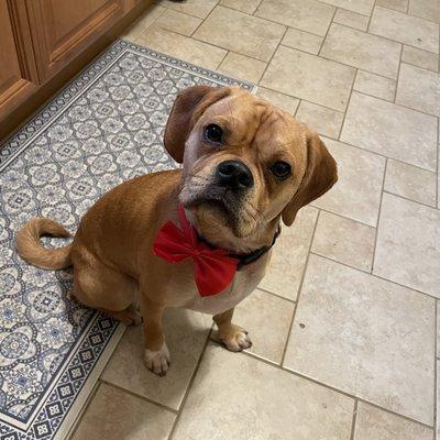 Bert with a bow tie the groomer gave him.