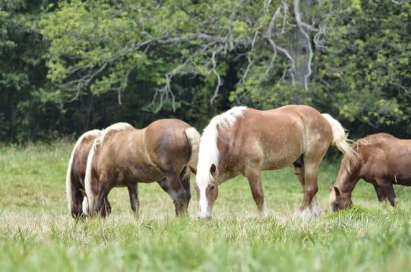 They even take care of your horses needs! Thanks Troy Wentzville Vets!!