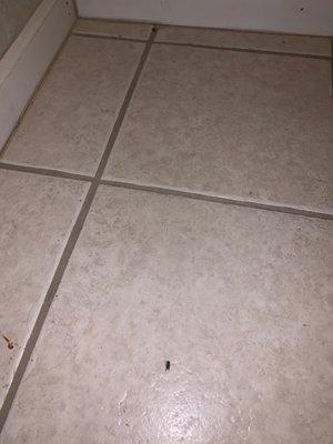 Bugs still on the floor