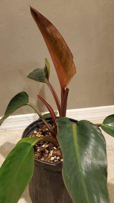 Philodendron Congo Rojo with a new leaf