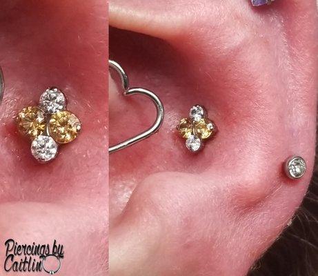 Fresh conch with an Industrial Strength Odyssey North star