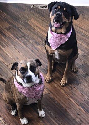 Ruby and Tilly had baths and nails trimmed.