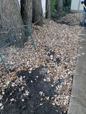 Leaf raking lawn care