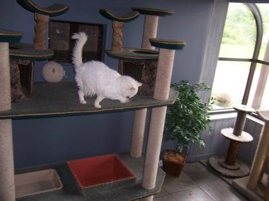 Our feline friends love playing and exploring in our catio!