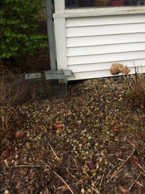 Trapping of (groundhog) Animal