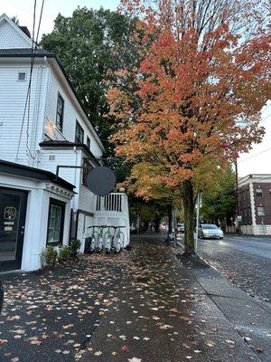 Pretty fall leaves