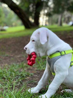 Kong Chew Toys = Life savers and great distractions!!