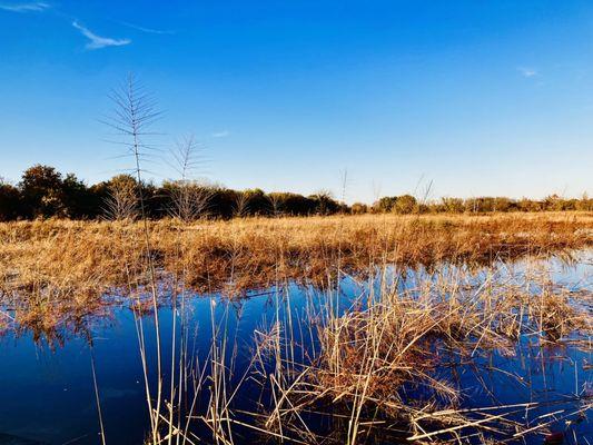 Heinz Wildlife Refuge -- Nov 2023 (they have planted wild rice in this part of the marsh to feed birds)