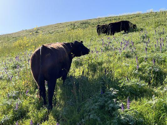 Tassajara Ridge Staging Area