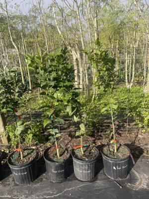 Fruit trees