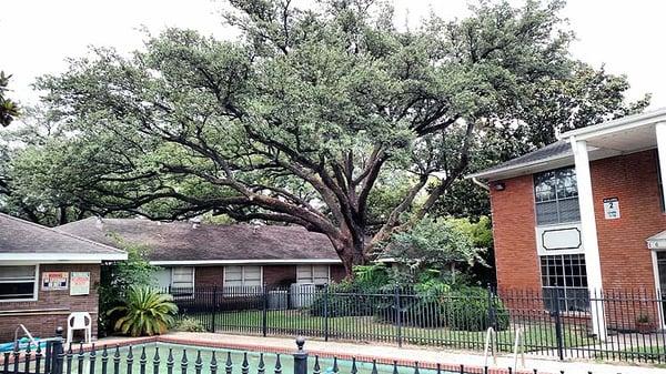 Commercial properties in Houston can reduce risk by properly pruning their trees. This apartment is home to a heritage live oak!