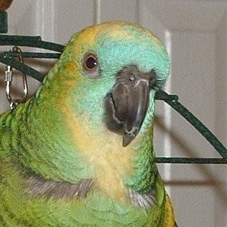 my 17 year old blue front amazon parrot Fred On March 12 2019 I had appointment at 12;00 to have a spa treatment . they were suppose to clip