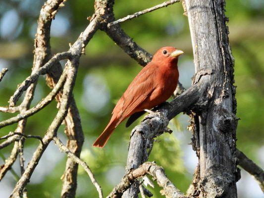 Summer Tanager