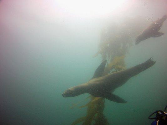 Friends in the Kelp