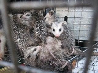 Baby opossums