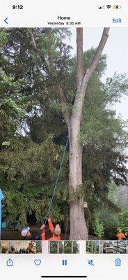 elm tree next to house is being cut.